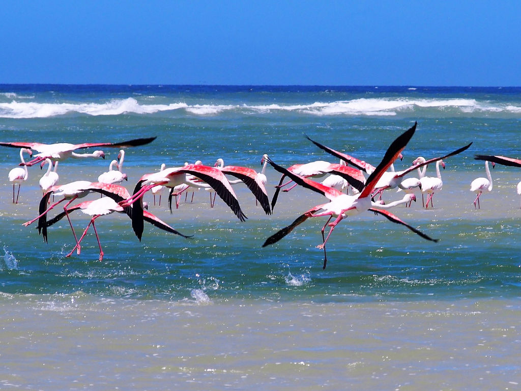Flamingos im Ebro Delta